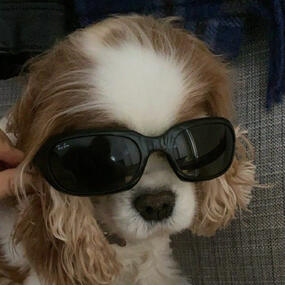 cocker spaniel with oversized sunglasses